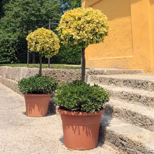 YouGarden Euonymus Emerald n Gold Standard Trees, Pair of Green and Yellow Ornamental Plants in 18cm Pots – 3