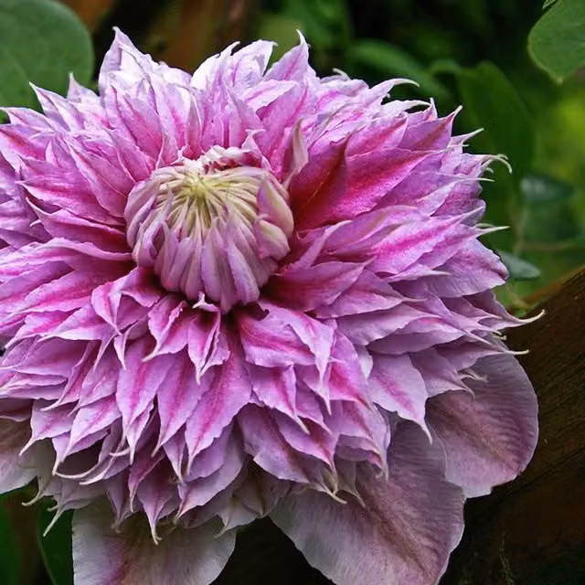 Plant Theory Clematis Josephine Pink Flowering Climbing Vine in a Green Pot