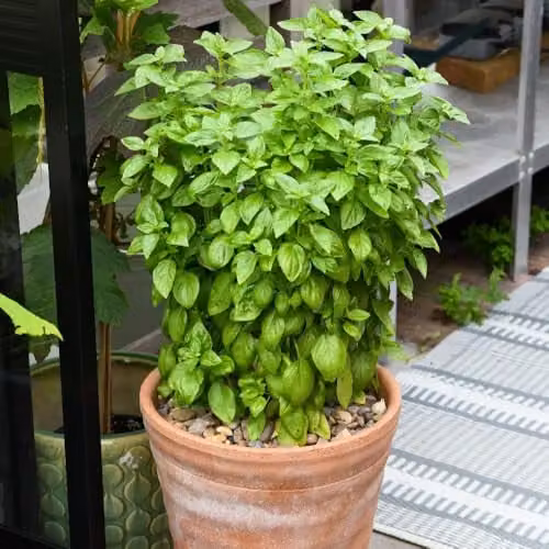 Thompson & Morgan Basil Everleaf Emerald Towers Seeds, 15 Seeds per Packet