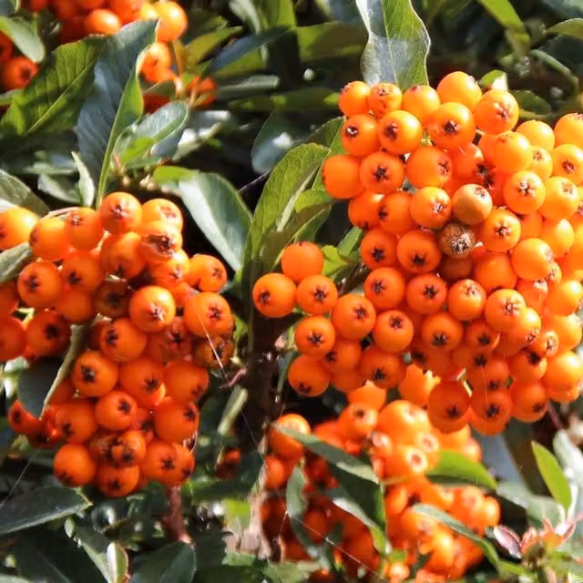 Direct Plants Pyracantha Orange Glow Climbing Shrub, Height: 91.44 cm