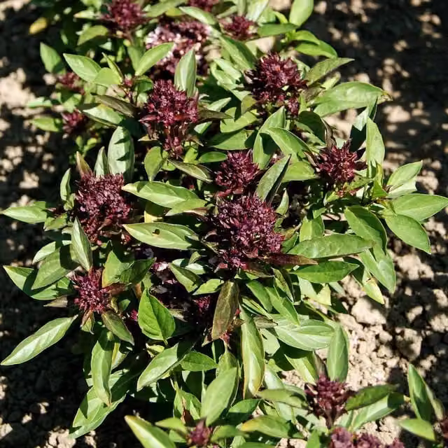 Marshalls Deep Purple Carrot Seeds, 300 Seeds, Purple-core and Orange