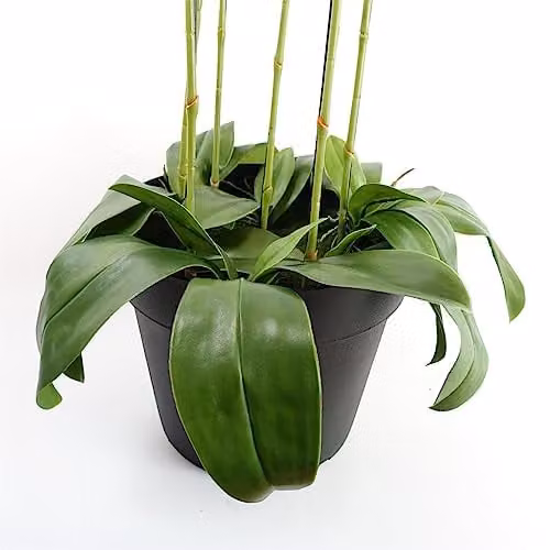Leaf Design UK Realistic Artificial Black Orchid Plant with 41 Real Touch Flowers in Green Pot, Height: 110 cm – 4