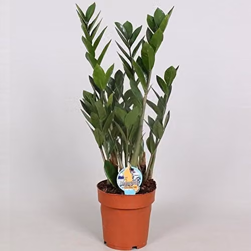 Thompson & Morgan Zamioculcas Zamiifolia Zanzibar Gem Indoor House Plant with Glossy Green Foliage in a 17cm Pot – 3
