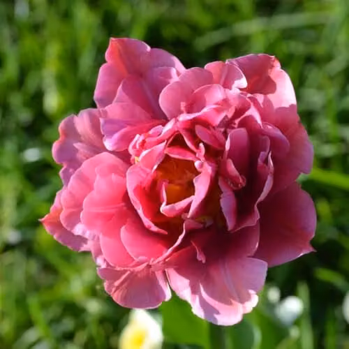 Thompson & Morgan Tulip Double Flag Mauve-Purple Spring Flowering Bulbs, 8 Bulbs