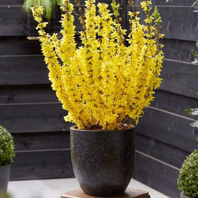 Direct Plants Forsythia Intermedia Minigold Ornamental Shrub, Yellow, Height: 60 cm, 23 Litre Pot
