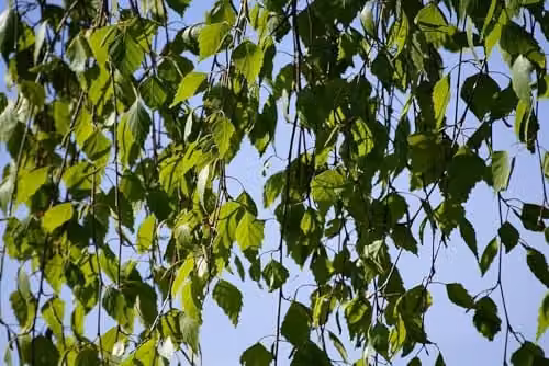 Direct Plants Betula Pendula Youngii Weeping Birch Ornamental Tree, 183 cm Height, 12 Litre Pot