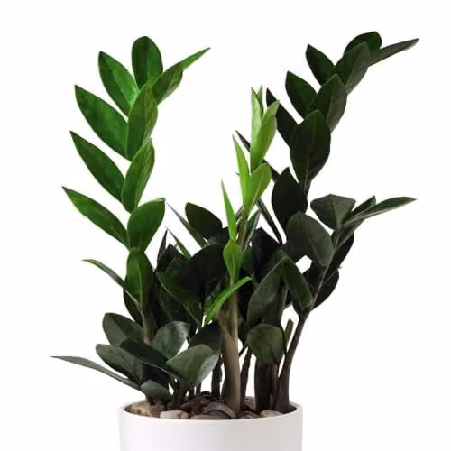 Thompson and Morgan Zamioculcas zamiifolia Low Maintenance Indoor Houseplant with Glossy Green Foliage in 14cm Pots – 1