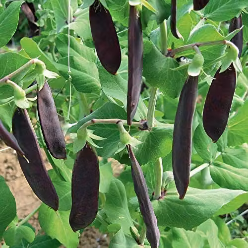 Thompson and Morgan Mangetout Shiraz Hardy Annual Purple Vegetable Seeds (100 Seeds)