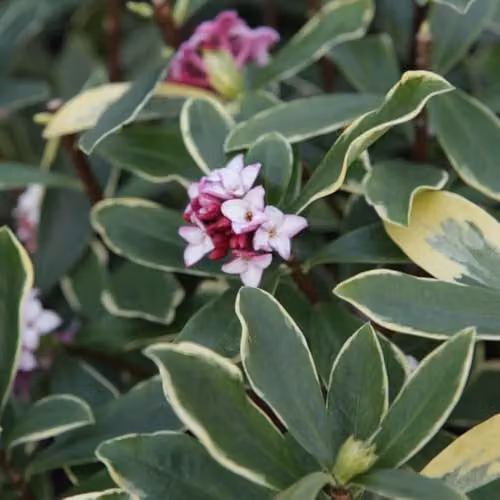 Thompson & Morgan Daphne Odora Aureomarginata Fragrant Evergreen Shrub with Gold-Edged Leaves and Pink Flowers, 2 Litre Pot x 2
