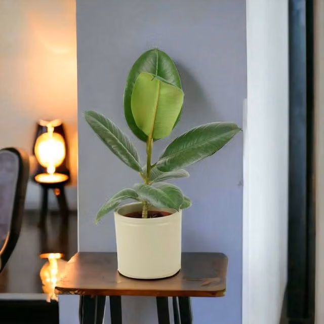 Plants by Post Ficus Elastica Rubber Plant in Green Ceramic Pot
