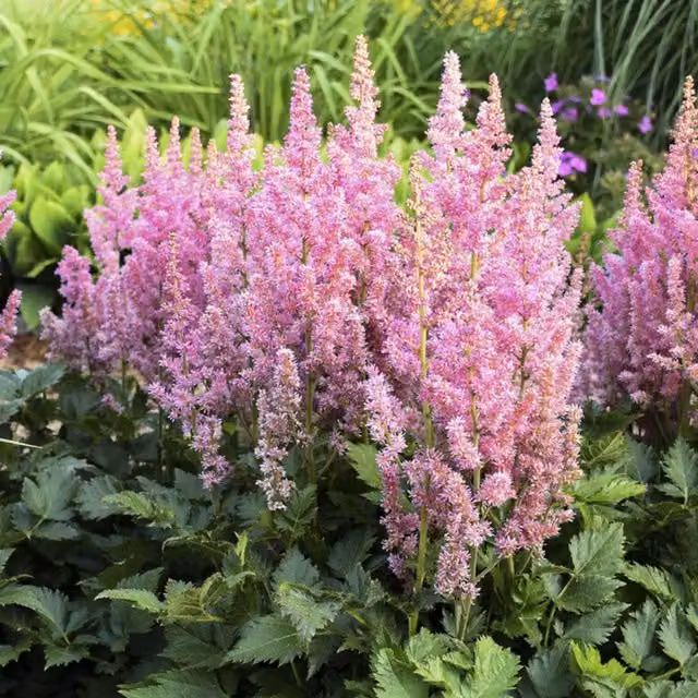 Plants By Post Pink Astilbe Ton Glorie Perennial Plant, 2L Pot
