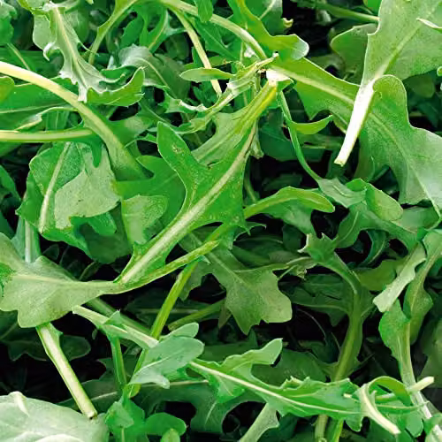 Thompson and Morgan Organic Wild Rocket Seeds, Approx. 450 Seeds per Packet