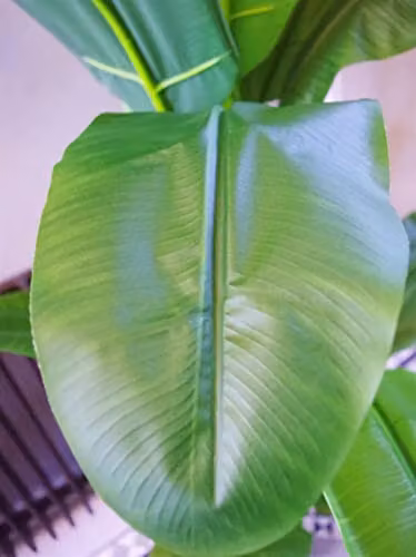 Leaf Design UK Artificial Green Banana Tree Tropical Plant, Height: 180 cm – 2