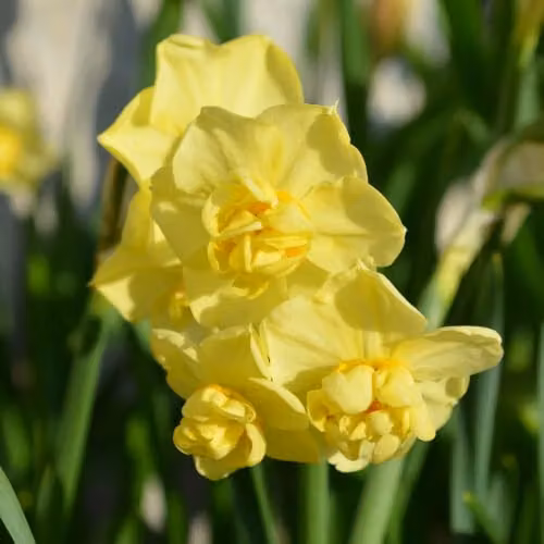 YouGarden Narcissus Yellow Cheerfulness Bulbs, 30 Bulbs, Yellow Spring Flowering Flower Seeds – 5