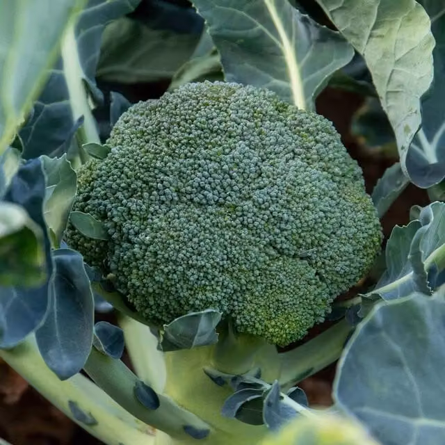 Unwins Green Magic Broccoli Vegetable Seeds