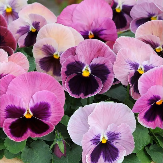 Plants by Post Pink Pansy Bedding Plants, 12 Plants