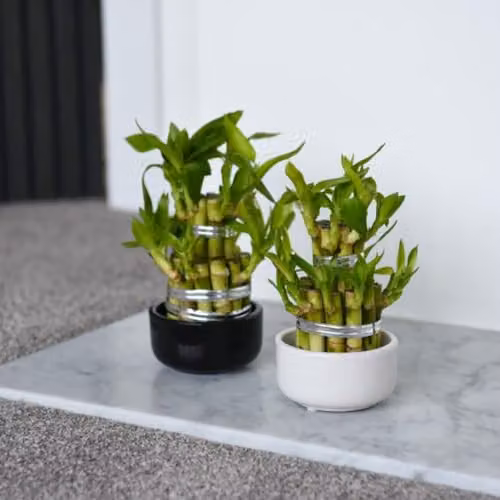 Thompson & Morgan Dracaena sanderiana Lucky Bamboo Green Indoor Potted Plant, Pot Diameter: 12 cm