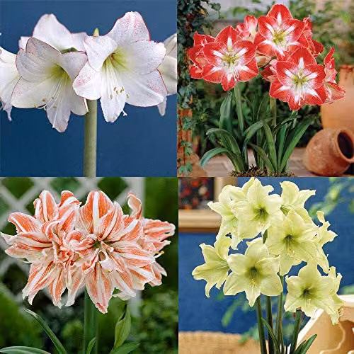 Thompson and Morgan Amaryllis Collection Indoor House Plant Tender Bulbs, 4 Varieties, Multicolour, 4 Bulbs – 1