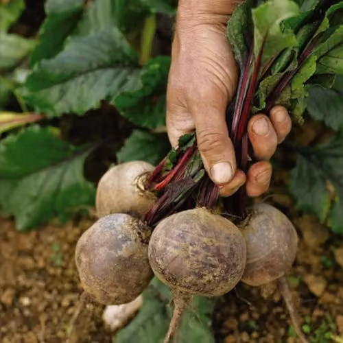 Thompson & Morgan Beetroot Globe Seeds, Dark Crimson, 4 Packets – 2
