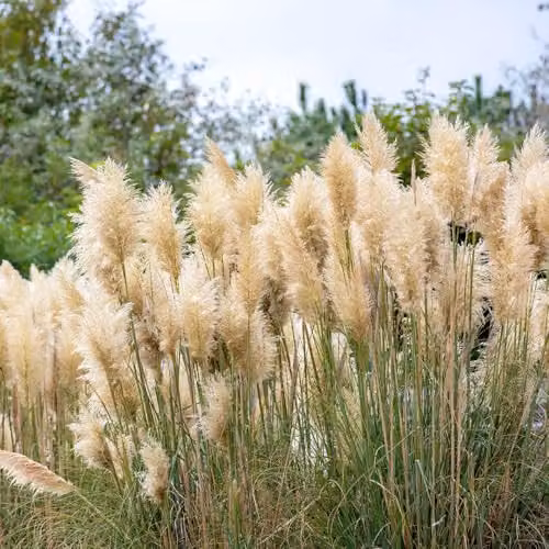 YouGarden Pampas Grass Collection, Set of Three Pink and White Cortaderia Ornamental Shrubs in 9cm Pots – 3