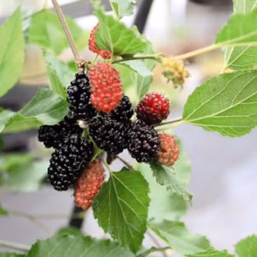 Thompson and Morgan Mulberry Charlotte Russe Mojo Berry Dwarf Self-Pollinating Fruit Tree, 3 x 7cm Potted Plants – 2