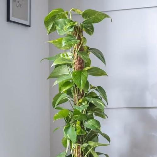 Thompson & Morgan Epipremnum Aureum Devil's Ivy Easy-Care Indoor Climbing Plant with Golden Foliage, 1x 19cm Potted Plant