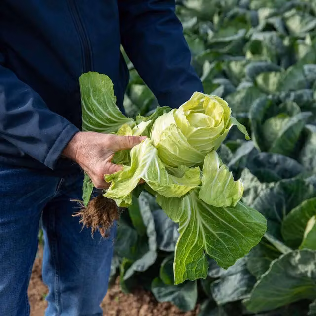 Marshalls Verve F1 Spring Greens Cabbage Vegetable Seeds, 30 Pack