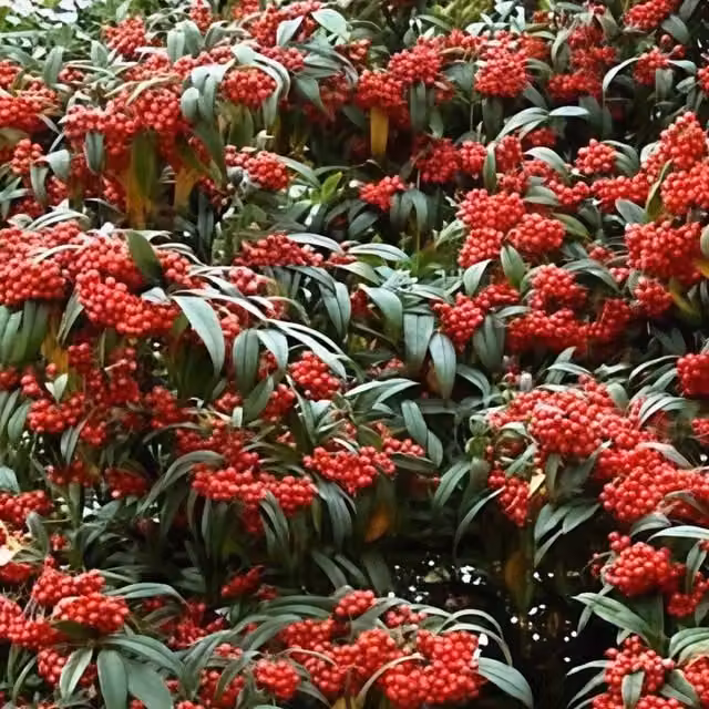 Direct Plants Cotoneaster Cornubia Evergreen Ornamental Garden Shrub Plant, Red