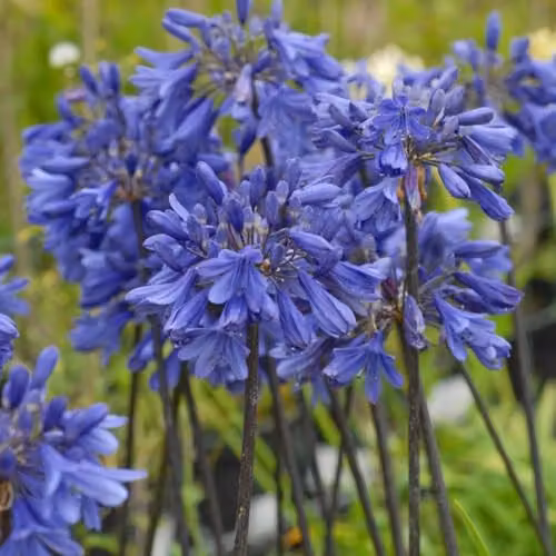 Thompson and Morgan Agapanthus Ever Sapphire Blue Flowering Perennial, 1x 2.5 Litre – 1