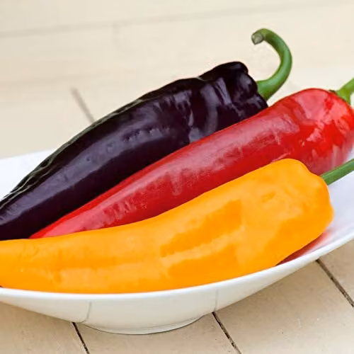 Thompson and Morgan Sweet Pepper Tasty Mix All Season Vegetable Seeds, 5 Seeds per Packet