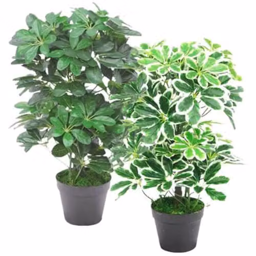 Leaf Design UK Dark Green Artificial Schefflera Arboricola Potted Tabletop Plant Height: 55 cm – 4