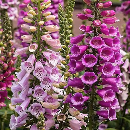 Thompson and Morgan Digitalis Dalmatian Mix Foxglove Hardy Perennial Garden Plants, 3 x 9cm Pots – 2