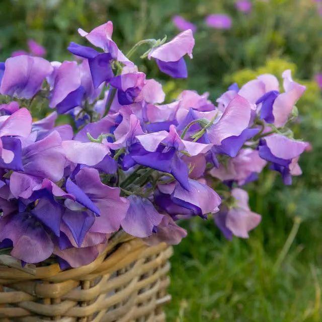 Unwins Erewhon Purple Sweet Pea Flower Seeds