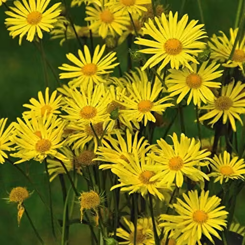 Thompson and Morgan Doronicum caucasicum Little Leo Hardy Perennial Yellow Plug Plants (72)