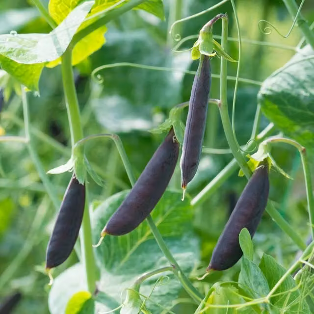 Marshalls Garden Purple Magnolia Sugar Snap Pea Seeds with Purple Pods and Bicolour Flowers, 50 Seeds