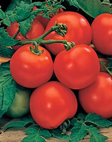 Johnsons Moneymaker Red Tomato Vegetable Seeds – 3