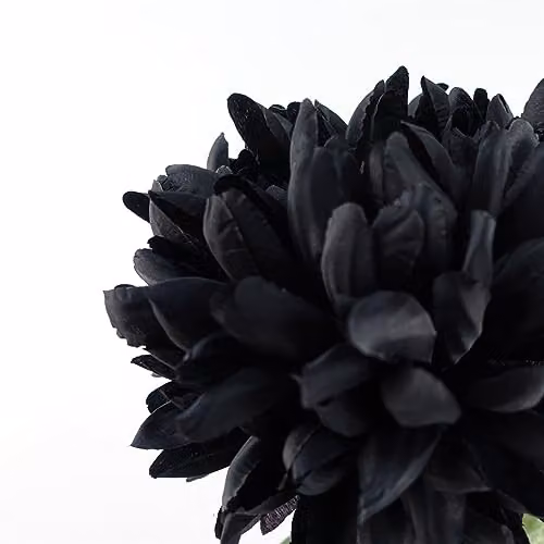 Leaf Pack of 6 Black Textile Artificial Extra Large Reflex Chrysanthemum, Height: 75 cm – 3