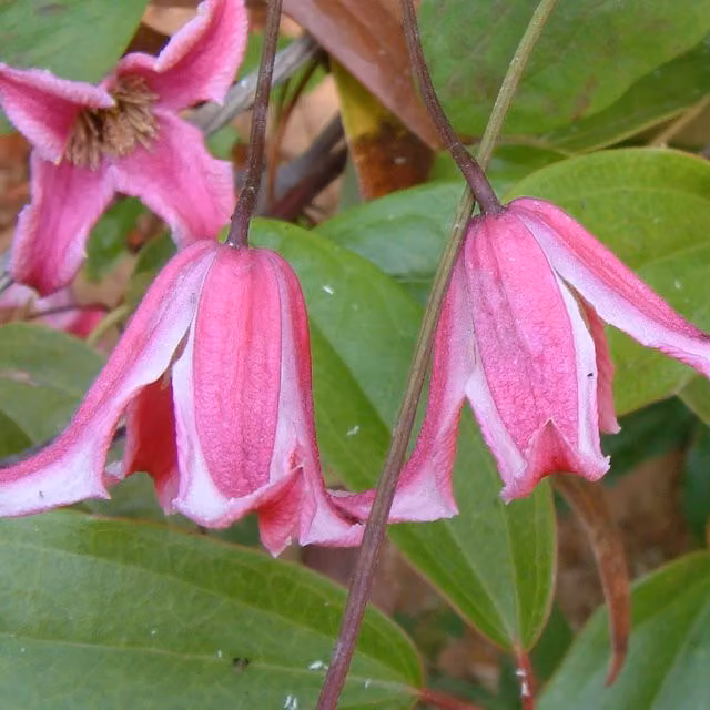 Plants By Post Clematis Texensis Etoile Rose Pink Perennial Outdoor Climber