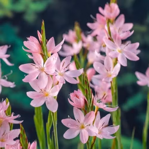 Thompson & Morgan Schizostylis coccinea Mrs Hegarty Pink Flag Lily Marginal Aquatic Plants, 2 x 9cm Pots – 1