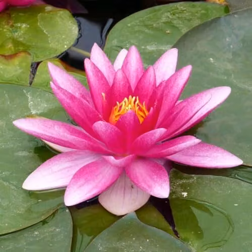 Thompson & Morgan Nymphaea Darwin Deep Water Aquatic Water Lily with Soft-Pink Double Flowers, 1 Litre Pot