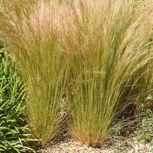 Thompson & Morgan Stipa Tenuissima Mexican Feather Grass, 2 x 2 Litre Potted Perennial Ornamental Plants with Silvery Flowerheads