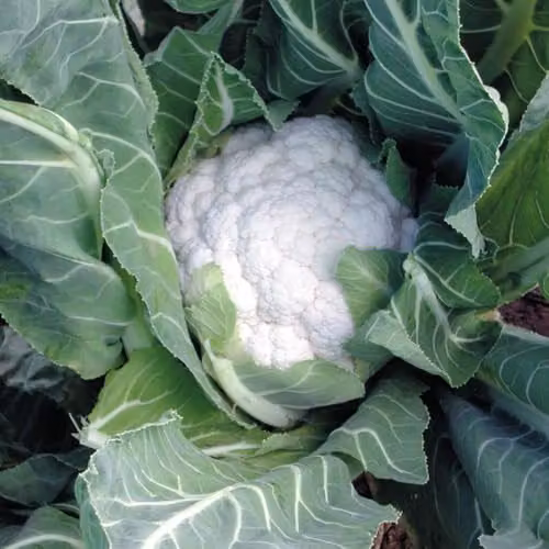 Thompson and Morgan Cauliflower Jamaica F1 White Vegetable Seed Packet