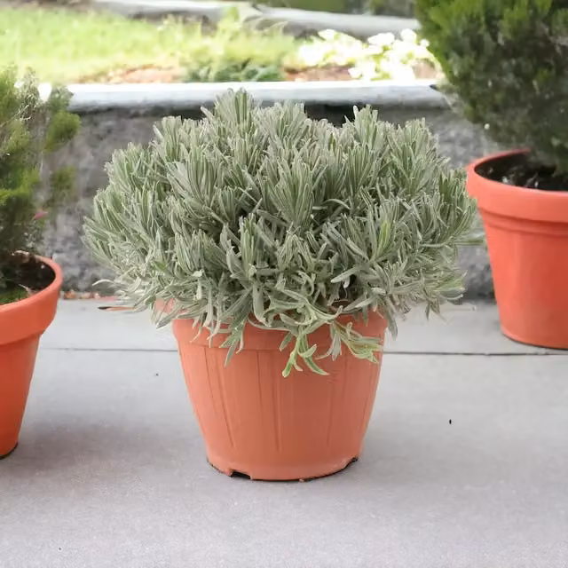Plants by Post Purple Lavender in a 5L Patio Ready Pot