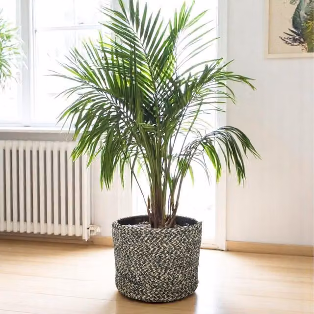 Kingsbury Gifts Rustic Jute Rope Basket Planter, Multicolour, H: 20 cm, W: 25 cm, D: 25 cm