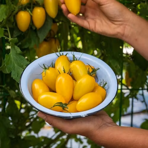 Thompson & Morgan Tomato Bliss F1 Yellow Striped Snackable Fruit Vegetable Seeds, 8 Seeds per Packet – 3