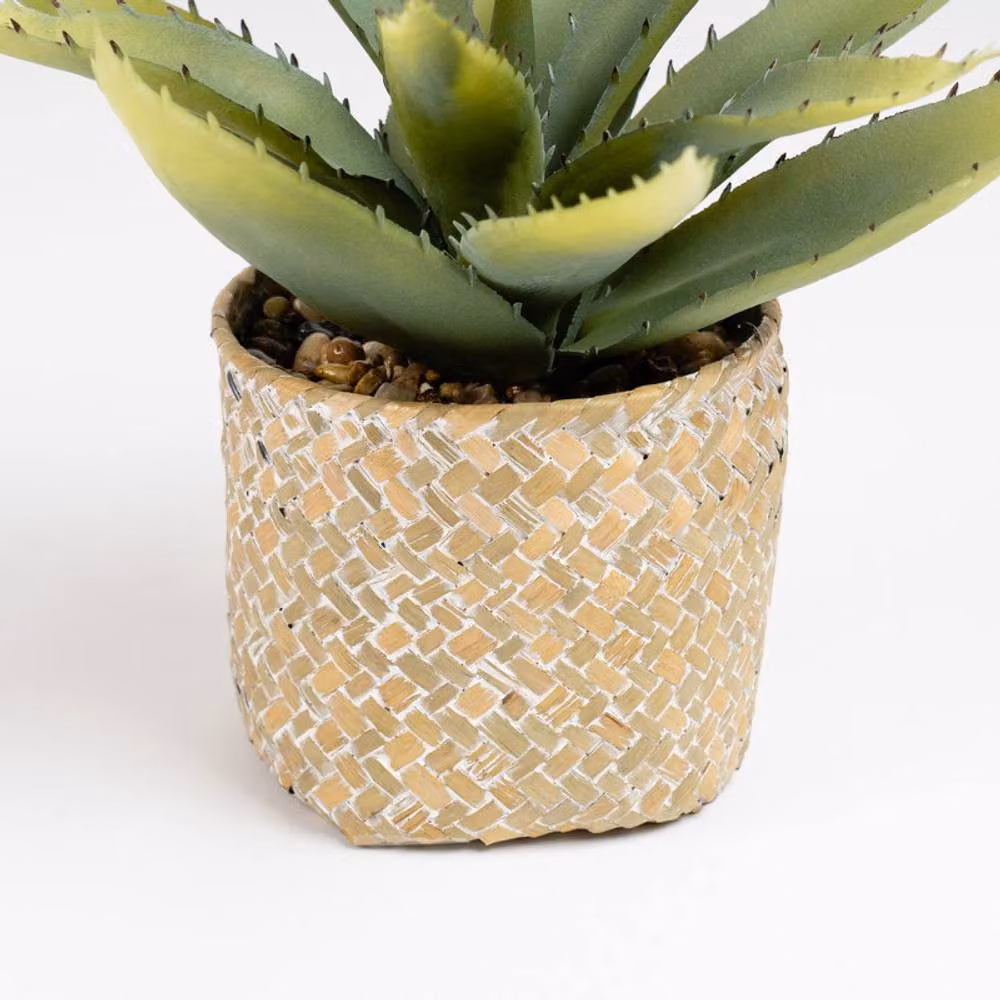 Scottish Everlastings Ltd Green Aloe Succulent in a Round Rattan Basket – 2