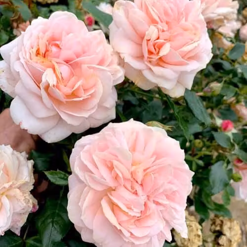 Thompson & Morgan Rose Joie de Vivre Floribunda Shrub with Pink and Peach Ruffled Blooms, 2 Bare Roots – 1
