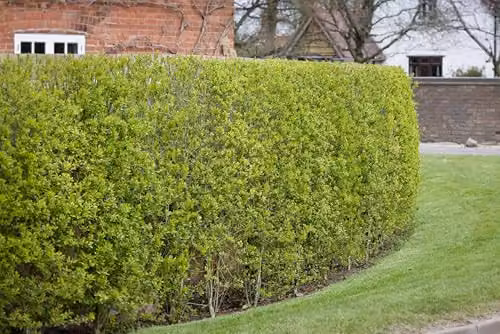 F&G Supplies Green Privet Ligustrum ovalifolium Evergreen Bare Root Hedging Plants, Pack of 10 – 2