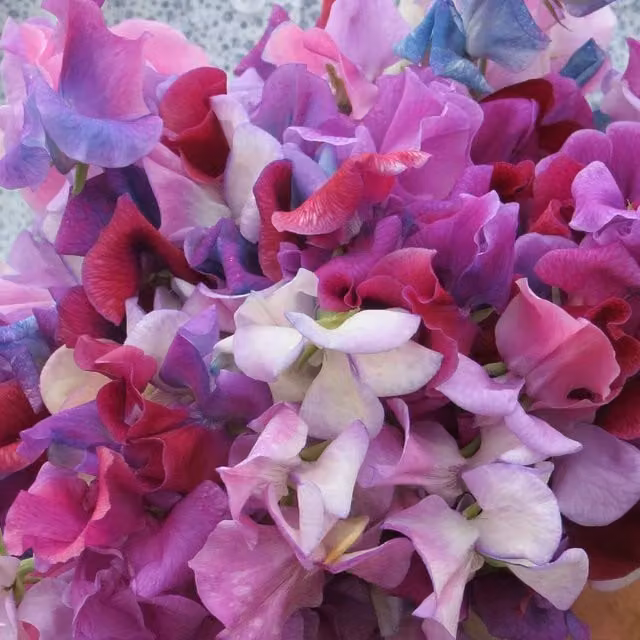 Unwins Fairy Lights Sweet Pea Flower Seeds, Multicolour Climber