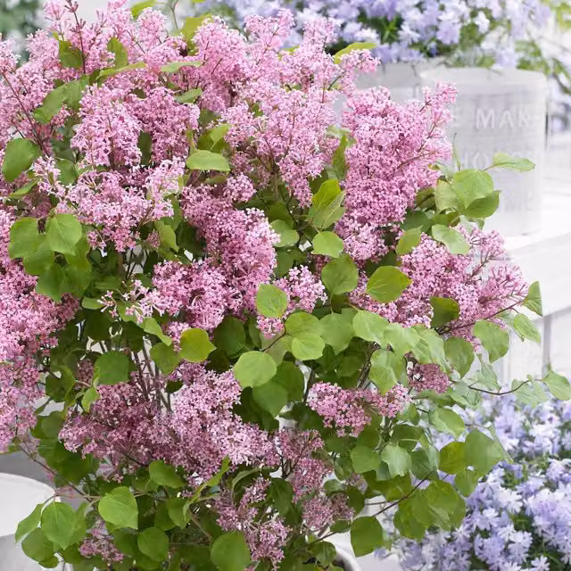 Marshalls Syringa Flowerfesta Pink Dwarf Lilac Ornamental Shrub, Pink